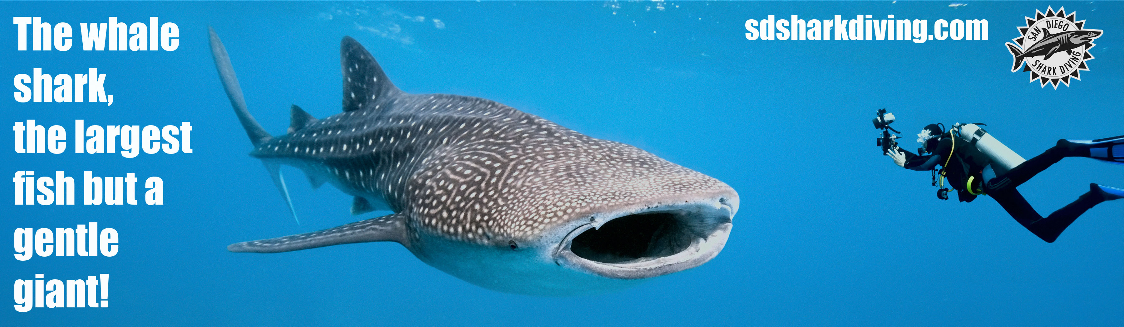 San Diego Shark Diving billboard — The whale shark, the largest fish but a gentle giant